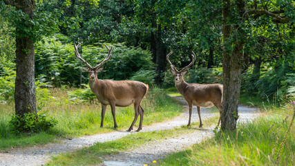 Wall Mural - monarch of the glen