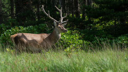 Wall Mural - monarch of the glen