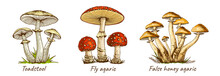 Set Of Drawn Various Poisonous Mushrooms Toadstool Fly Agaric False Honey Agaric, Inedible, Flat Color Illustration, Hallucinogenic, Medicinal Fungus Isolated On White Background, For Design And Print