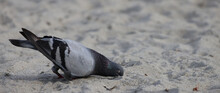 Pigeon's Head In The Sand, Pigeon   