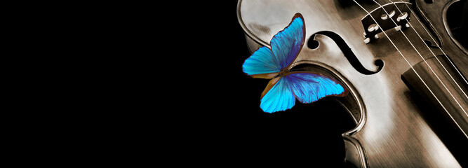 Wall Mural - violin isolated on black closeup. beautiful blue butterfly morpho on violin. music concept. copy spaces