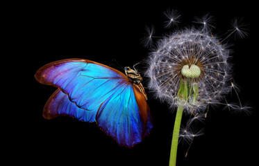 Aufkleber - bright blue morpho butterfly on dandelion seeds isolated on black. close up. blue butterfly on white fluffy dandelion. 