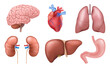 Internal organs. Realistic human body anatomy elements, brain heart kidneys liver lungs stomach