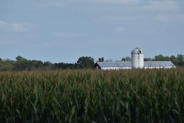 Wall Mural - farm corn fields country 