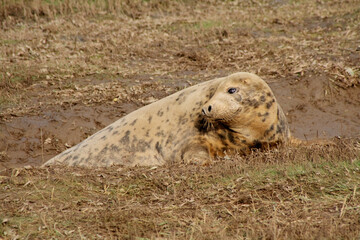 Canvas Print - Cute fur seal taking a rest laying on the grass