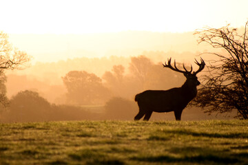 Sticker - Scenic shot of an elk with strong horns under the shadow standing in the meadow during the sunset