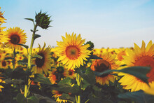 Sunflower Field, Yellow Flowers In The Light Of Setting Sun, Stock Photo