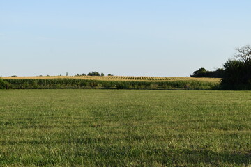 Canvas Print - Grassy Field with a Corn Field in the Distance