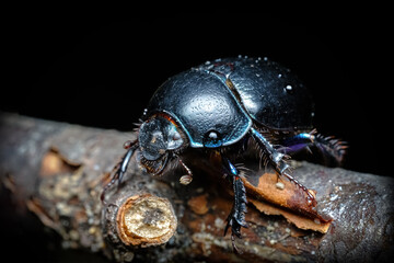 Poster - dung beetle Geotrupidae living in the forest, beautiful beetle on a branch