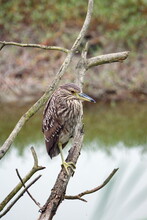 Juvenile Black-crowned Night Heron (Nycticorax Nycticorax) Perched On A Branch In Ayampe, Ecuador