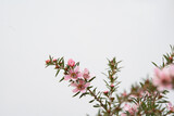 Fototapeta Tęcza - Pink Manuka flower blossom with copy space top