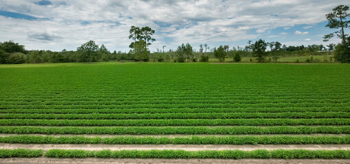 farmland in southern georgia, usa