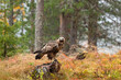 Adult raptor Golden eagle, Aquila chrysaetos perched on a stump during autumn foliage in taiga forest in Northern Finland, Europe