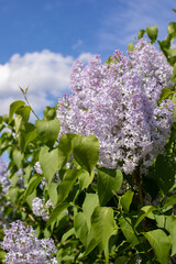 Wall Mural - Syringa blossom vertical photography. Blue lilac color, many small flowers syringa branch