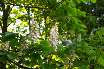 Wall Mural - Chestnut blossom, branch of blossoming chestnut tree, spring natural background