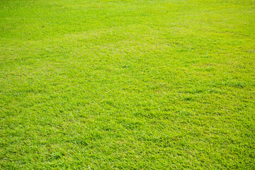 Sticker - Green meadow grass field from outdoor park