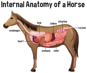 Canvas Print - Internal Anatomy of a Horse with label