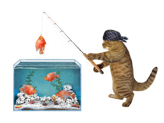 Canvas Print - A beige cat in a bandana is fishing from a square aquarium. He caught a gold fish. White background. Isolated.