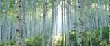 Fototapeta Las - White Birch Forest in Summer, Panoramic View