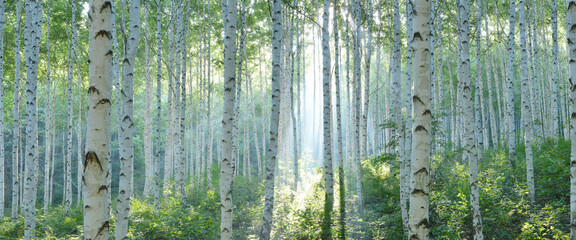 white birch forest in summer, panoramic view