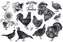 Vintage Engraving Farm Birds Set.