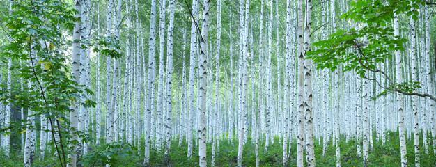  White Birch Forest in Summer, Panoramic View
