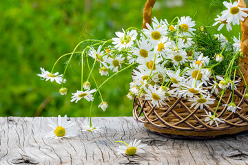 Wall Mural - A small wicker basket with daisies on an old wooden table against a background of natural greenery and blurred flowers