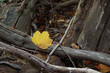 yellow leaf isolated on dry tree branches, autumn in the woods, artistic wallpaper
