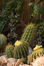Cactus, Collection Of Various Cactuses, Cacti Natural Background, Blooming Yellow Cactus.