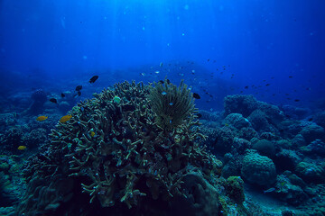 Poster - under water ocean / landscape underwater world, scene blue idyll nature