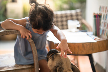 Sticker - Thai cute little girl playing with a french bulldog at home