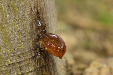 Wall Mural - Solid sap on a trunk of Mimosa tree