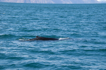 dolphin in the water