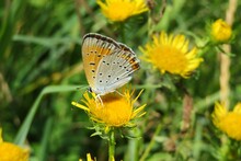 Beautiful Butterfly On A Yellow Flower In The Wild