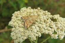 Butterfly Moth On A Yarrow Flower In The Garden
