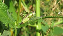 Beautiful Panoramic View Of Green Grasshopper On Leaf