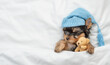 Cute Yorkshire terrier puppy wearing warm blue hat sleeps on his back on a bed under white warm blanket at home and hugs favorite toy bear. Top down view. Empty space for text