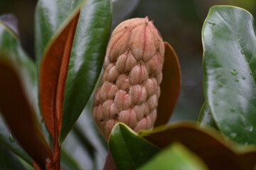 Wall Mural - Southern magnolia (Magnolia grandiflora)fruits. Mgnoliaceae evergreen tree.