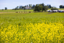 Selective Focus Shot Of Yellow Wildflowers On A Meadow With Small Houses On The Background