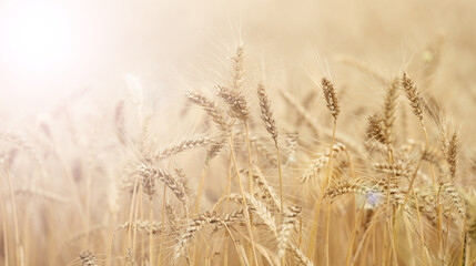 field with growing yellow ripe wheat on a summer day. Bright rays of the sun