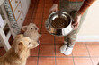 © Wavebreak Media - Caucasian woman in kitchen feeding her pet dogs
