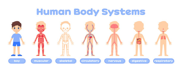 Body system anatomy child. Structure of the human body. Muscular,skeletal,circulatory, nervous,digestive and respiratory systems. Education concept. Flat color cartoon style.White background. Poster.