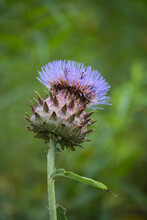 Closeup Of Purple Thistle Flower Blossom In A Meadow