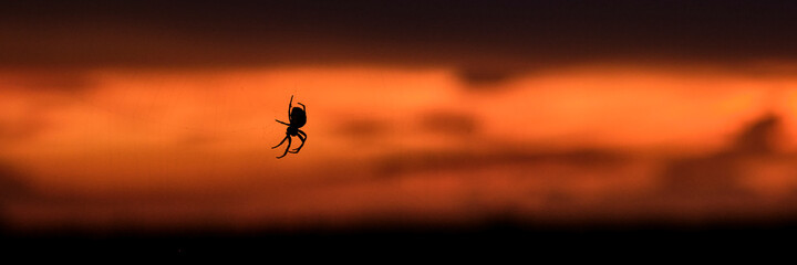 Silhouette of hanging spider on web over background of dramatic red and yellow sunset.