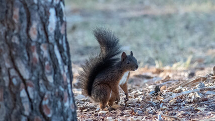 Wall Mural - Selective focus shot of a cute little squirrel in front of a tree in Croatia