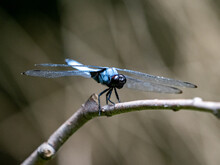 Closeup Of A Blue Dragonfly Sitting On A Leaf With A Blurred Background