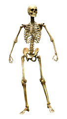 3d rendering human skeleton on white