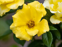 Closeup Of The Yellow Flower With A Blurred Background