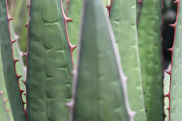 Poster - Closeup of cactus plants in the garden