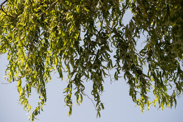 Wall Mural - willow leaves against blue sky